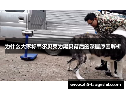 为什么大家称韦尔贝克为黑贝背后的深层原因解析